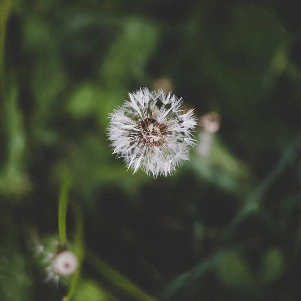 Close up of Dandelion